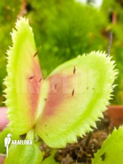 Venus Flytrap 'Dionaea Muscipula 'Giant Clam'