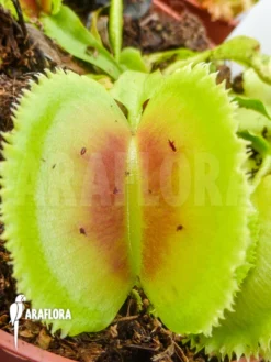 Venus Flytrap 'Dionaea Muscipula 'Giant Clam' -Green Haven Sales Store Dionaea muscipula Giant clam 2