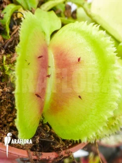 Venus Flytrap 'Dionaea Muscipula 'Giant Clam' -Green Haven Sales Store Dionaea muscipula Giant clam 3