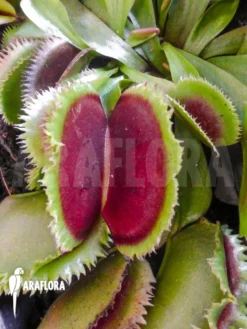Venus Flytrap 'Dionaea Muscipula 'Giant Clam' -Green Haven Sales Store Dionaea muscipula Giant clam 4