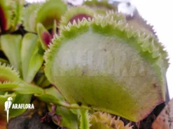 Venus Flytrap 'Dionaea Muscipula 'Giant Clam' -Green Haven Sales Store Dionaea muscipula Giant clam 5