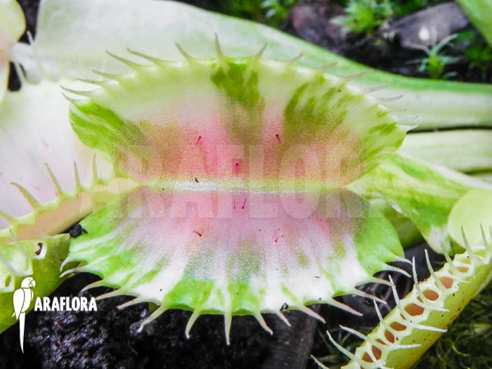 Venus Flytrap 'Dionaea Muscipula 'Green Snow' 4 Venus Flytrap 'Dionaea Muscipula 'Green Snow' - Image 4