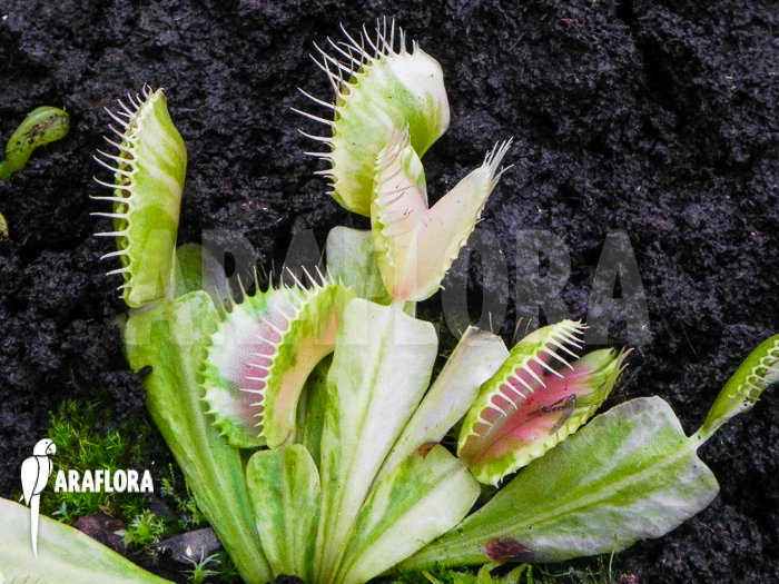 Venus Flytrap 'Dionaea Muscipula 'Green Snow' 5 Venus Flytrap 'Dionaea Muscipula 'Green Snow' - Image 5