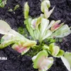Venus Flytrap 'Dionaea Muscipula 'Green Snow'