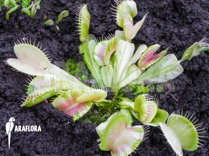 Venus Flytrap 'Dionaea Muscipula 'Green Snow' 1 Venus Flytrap 'Dionaea Muscipula 'Green Snow'