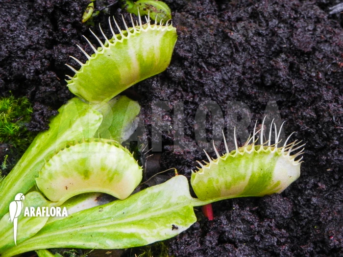 Venus Flytrap 'Dionaea Muscipula 'Green Snow' 2 Venus Flytrap 'Dionaea Muscipula 'Green Snow' - Image 2