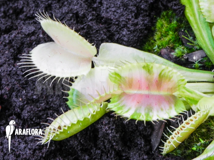 Venus Flytrap 'Dionaea Muscipula 'Green Snow' 3 Venus Flytrap 'Dionaea Muscipula 'Green Snow' - Image 3