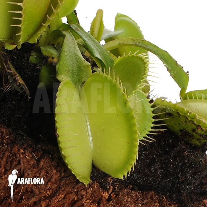 Venus Flytrap 'Dionaea Muscipula 'Green Voodoo' 1 Venus Flytrap 'Dionaea Muscipula 'Green Voodoo'