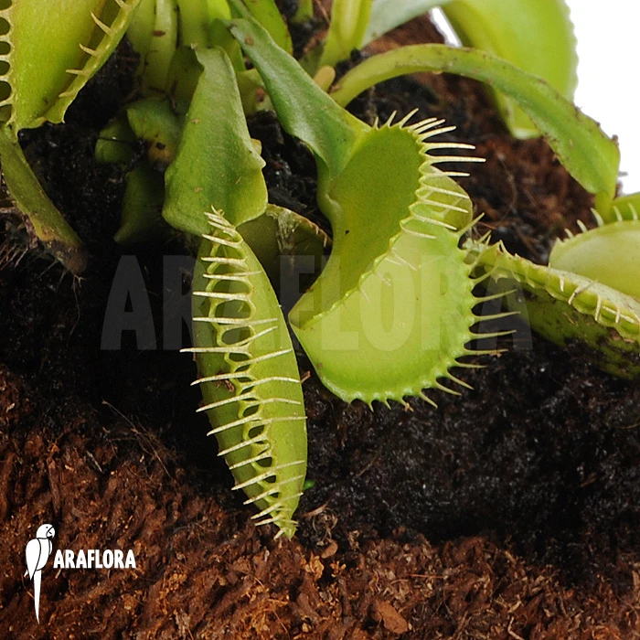 Venus Flytrap 'Dionaea Muscipula 'Green Voodoo' 2 Venus Flytrap 'Dionaea Muscipula 'Green Voodoo' - Image 2