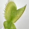 Venus Flytrap 'Dionaea Muscipula 'Green White'