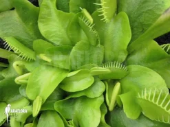 Venus Flytrap 'Dionaea Muscipula 'Green White' -Green Haven Sales Store Dionaea muscipula Green white 2
