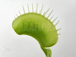 Venus Flytrap 'Dionaea Muscipula 'Green White' -Green Haven Sales Store Dionaea muscipula Green white 3