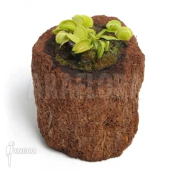 Venus Flytrap 'Dionaea Muscipula 'Green Wizard'