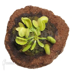 Venus Flytrap 'Dionaea Muscipula 'Green Wizard' -Green Haven Sales Store Dionaea muscipula Green wizard 2