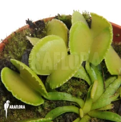 Venus Flytrap 'Dionaea Muscipula 'Green Wizard' -Green Haven Sales Store Dionaea muscipula Green wizard 3