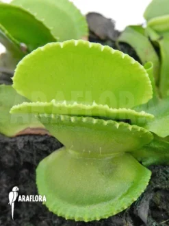 Venus Flytrap 'Dionaea Muscipula 'Green Wizard' -Green Haven Sales Store Dionaea muscipula Green wizard 4