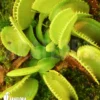 Venus Flytrap 'Dionaea Muscipula 'Green Wizard' Starter'