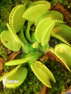 Venus Flytrap 'Dionaea Muscipula 'Green Wizard' Starter'