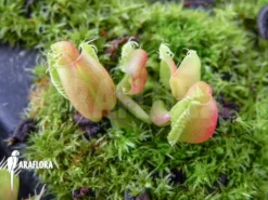 Venus Flytrap 'Dionaea Muscipula 'Hot Kiss' 'Starter'