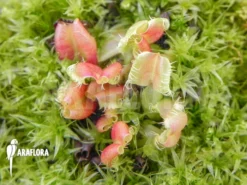 Venus Flytrap 'Dionaea Muscipula 'Hot Kiss' 'Starter' -Green Haven Sales Store Dionaea muscipula Hot kiss Starter 3