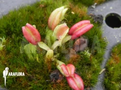 Venus Flytrap 'Dionaea Muscipula 'Hot Kiss' 'Starter' -Green Haven Sales Store Dionaea muscipula Hot kiss Starter 5