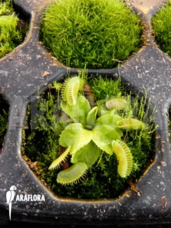 Venus Flytrap 'Dionaea Muscipula 'Jaws Smiley' -Green Haven Sales Store Dionaea muscipula Jaws Smiley 1