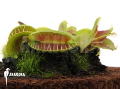 Venus Flytrap 'Dionaea Muscipula 'Jaws Smiley'