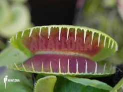 Venus Flytrap 'Dionaea Muscipula 'Jaws Smiley' -Green Haven Sales Store Dionaea muscipula Jaws Smiley 7