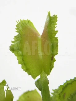 Venus Flytrap 'Dionaea Muscipula 'Kinky Wave'