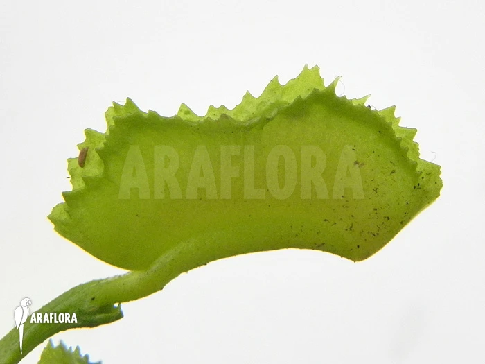 Venus Flytrap 'Dionaea Muscipula 'Kinky Wave' 6 Venus Flytrap 'Dionaea Muscipula 'Kinky Wave' - Image 6