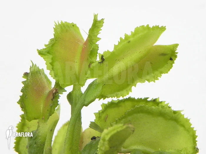 Venus Flytrap 'Dionaea Muscipula 'Kinky Wave' 5 Venus Flytrap 'Dionaea Muscipula 'Kinky Wave' - Image 5