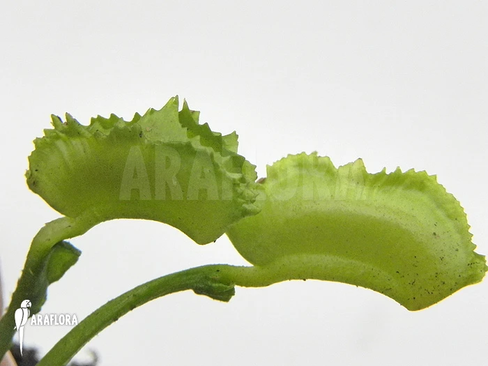 Venus Flytrap 'Dionaea Muscipula 'Kinky Wave' 4 Venus Flytrap 'Dionaea Muscipula 'Kinky Wave' - Image 4