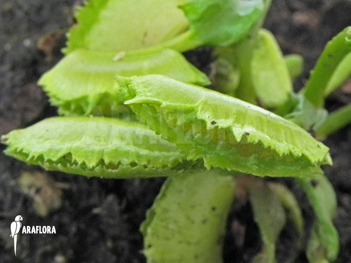 Venus Flytrap 'Dionaea Muscipula 'Kinky Wave' 3 Venus Flytrap 'Dionaea Muscipula 'Kinky Wave' - Image 3