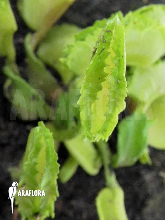 Venus Flytrap 'Dionaea Muscipula 'Kinky Wave' 2 Venus Flytrap 'Dionaea Muscipula 'Kinky Wave' - Image 2