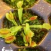 Venus Flytrap 'Dionaea Muscipula 'Kinky Wave' Starter'