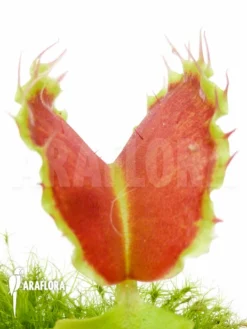 Venus Flytrap Dionaea Muscipula 'Kuga'