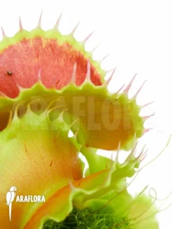 Venus Flytrap Dionaea Muscipula 'Kuga' -Green Haven Sales Store Dionaea muscipula Kuga 3