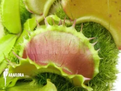 Venus Flytrap Dionaea Muscipula 'Kuga' -Green Haven Sales Store Dionaea muscipula Kuga 5