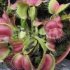 Venus Flytrap 'Dionaea Muscipula 'Love Bite'