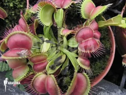 Venus Flytrap 'Dionaea Muscipula 'Love Bite'