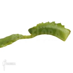 Venus Flytrap 'Dionaea Muscipula 'Mars'