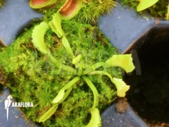 Venus Flytrap 'Dionaea Muscipula 'Mars' Starter'