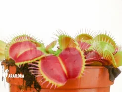 Venus Flytrap Dionaea Muscipula 'Monkey King'