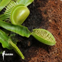 Venus Flytrap 'Dionaea Muscipula 'Moon Trap' -Green Haven Sales Store Dionaea muscipula Moon trap 5