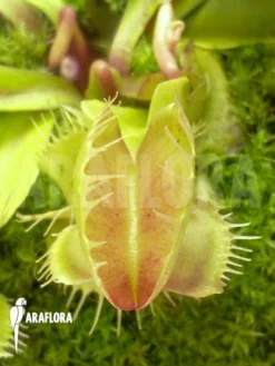Venus Flytrap 'Dionaea Muscipula 'New Mirror' Starter