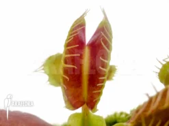 Venus Flytrap 'Dionaea Muscipula 'New Mirror' Starter -Green Haven Sales Store Dionaea muscipula New mirror 3