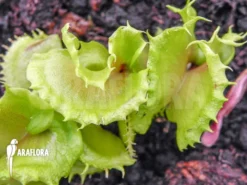 Venus Flytrap 'Dionaea Muscipula 'Nicky''