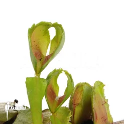 Venus Flytrap 'Dionaea Muscipula 'Pacman' -Green Haven Sales Store Dionaea muscipula Pacman 3