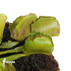Venus Flytrap 'Dionaea Muscipula 'Pacman' -Green Haven Sales Store Dionaea muscipula Pacman 5