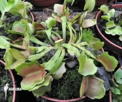 Venus Flytrap 'Dionaea Muscipula 'Pacman' -Green Haven Sales Store Dionaea muscipula Pacman 6